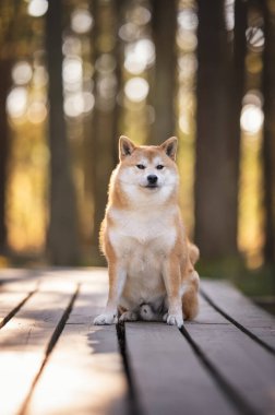Kızıl shiba inu köpeği güneşli bahar gününde tahta bir patikada oturuyor.