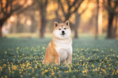 Kızıl shiba inu köpeği baharda açan sarı çiçeklerin yanında çimenlerde oturuyor.