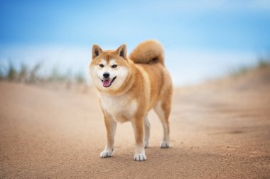 Shiba inu köpeği Baltık Denizi 'nin kumsalında