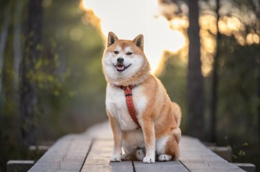 Kızıl shiba inu köpeği güneşli bahar gününde tahta bir patikada oturuyor.