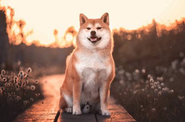 Kızıl shiba inu köpeği güneşli bahar gününde tahta bir patikada oturuyor.