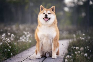 Kızıl shiba inu köpeği güneşli bahar gününde tahta bir patikada oturuyor.