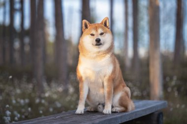 Red shiba inu puppy Bahar 'da bataklıktaki ahşap bankta oturuyor