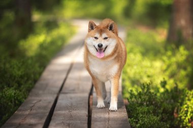 Kızıl shiba inu köpeği güneşli bahar gününde tahta bir patikada yürüyor.