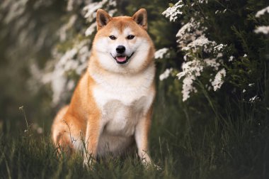 Baharda parkta Spirea çalılarının altında Red Shiba inu köpeği