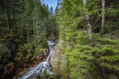 Baharda Polonya 'nın Tatra Dağları' ndaki yoğun kozalaklı ormanlardan akan bir nehir.