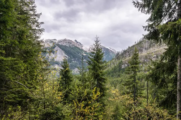 Polonya 'daki Tatra Dağları' nın manzarasında yoğun kozalaklı orman ve dramatik bulutlu gökyüzü bulunur. Bu el değmemiş vahşi doğa manzarası, arka planda görkemli dağ zirveleri olan yuvarlanan tepeleri kaplayan Evergreen ağaçlarını gösteriyor..