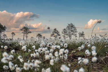 Manzara wiew to Tussock cottongrass (Eriophorum vaginatum) ve huş ağaçları Letonya 'da İlkbaharda bataklıkta