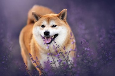 Şirin turuncu ve beyaz Shiba Inu köpeği mutlu bir ifadeyle açık havada çiçek açan mor çiçeklerin arasında oturuyor yumuşak bokeh arkaplanlı..