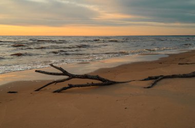 Baltık Denizi 'nde altın saat batımında ıslak kumlu sahilde uzanan yıpranmış ağaç dalları.