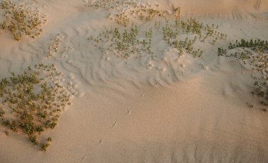 Sert sahil bitkileriyle kaplı doğal kum tepecikleri ve kuş izleri kumda desenler oluşturuyor.