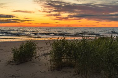 Baltık Denizi üzerindeki muhteşem altın gün batımı doğal plaj otlarıyla kaplı kumullardan görülüyor.