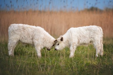 Galloway 'in iki genç yavrusunun yemyeşil bir çayırda eğlenceli bir kafa tokuşturma maçı çekimleri..