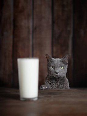 Yakın plan, göz hizasında parlak yeşil gözlü güzel bir Rus Mavi kedisinin bulanık bir kefir bardağına bakan ahşap bir masanın üzerinden görüntüsü..