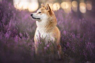 Shiba inu köpeği ormanda yerde oturuyor. Yaz mevsiminde çiçek açan fundaların arasında.