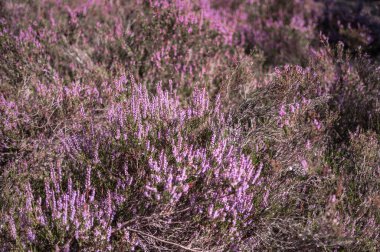 Çiçek açmış bir kenevir ağacının mor çiçekleri. Resim, çiçeklerin karmaşık dokusunu ve zengin rengini yakalar..