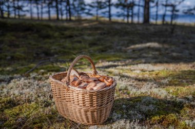 Baltık deniz kıyısındaki yosun kaplı orman zemininde taze mantarlar ve Lactarius deliciosus (safran süt kapağı) mantarlarıyla dolu geleneksel hasır sepeti.