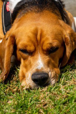 Kırmızı köpek çimenlerde yalan