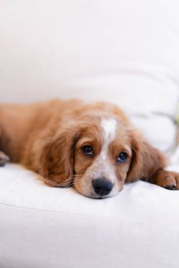 Fotoğrafta, kanepede uzanmış sevimli bir ifadeyle bakan sarışın bir Cocker Spaniel köpek yavrusunun yakın çekimi var. Yumuşak kürk ve rahat poz büyüleyici ve rahat bir ortam yaratır..