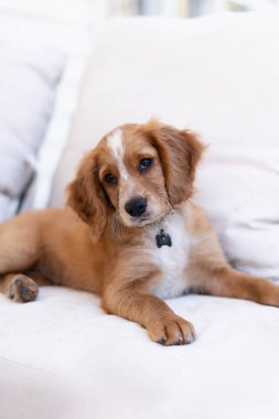 Fotoğrafta, kanepede uzanmış sevimli bir ifadeyle bakan sarışın bir Cocker Spaniel köpek yavrusunun yakın çekimi var. Yumuşak kürk ve rahat poz büyüleyici ve rahat bir ortam yaratır..