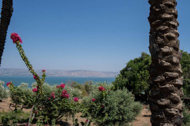 Fotoğraf, İsrail 'deki Güzellik Dağı' ndan görülen Celile Denizi 'nin panoramik bir görüntüsünü yakalar. Sahne, bereketli yeşillikler ve yuvarlanan tepelerle çevrili gölün sakin mavi sularını içeriyor. Huzurlu ve tarihi seti yansıtıyor.