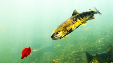 Bir balığın su altı manzarası