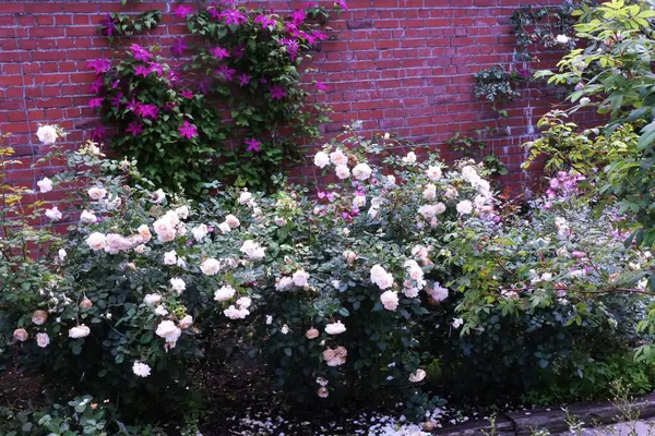 Bahçedeki güzel çiçekler