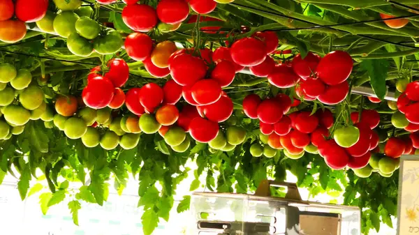 ağaç üzerinde domates