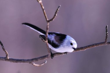 beyaz - kaplamalı - kışın kaplamalı kuş