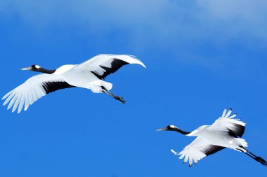 Gölde uçan beyaz kuğular