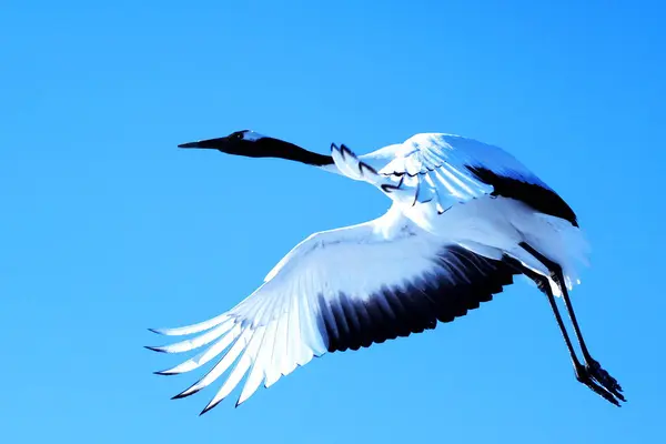 Beyaz leylek (cygnus cicciconia ).