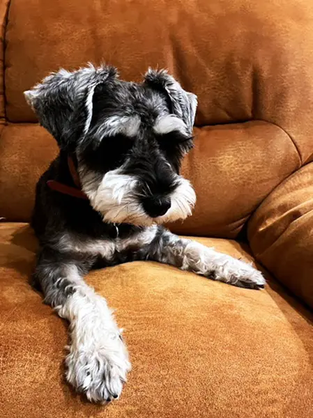 Köpek kanepede yatıyor.