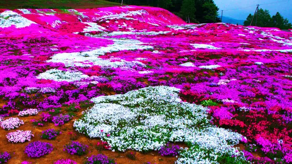 Bahçedeki güzel çiçekler