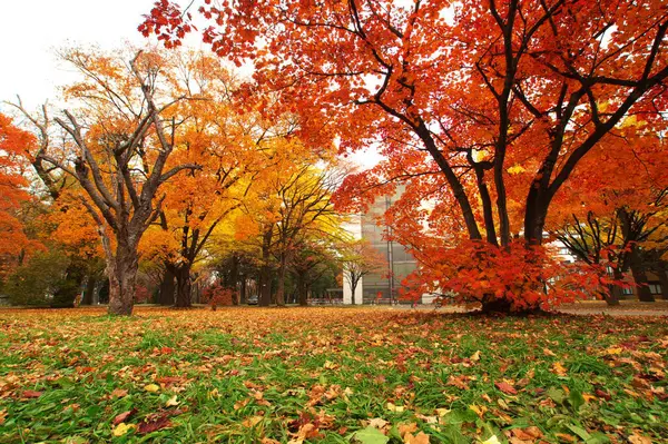 Parkta güzel bir sonbahar.