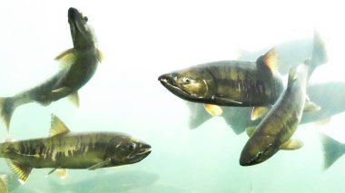 Akvaryumdaki balıklar