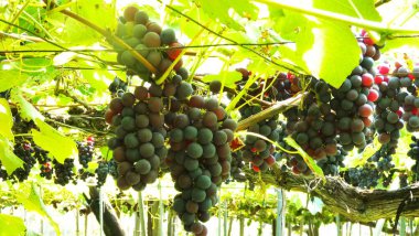 Üzüm bağında üzümler