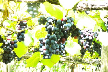 Bahçedeki üzümler