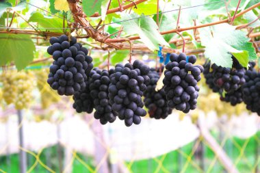 Üzüm bağlarında, çiçeklerde ve doğada