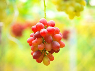 Bahçedeki asmada kırmızı üzümler
