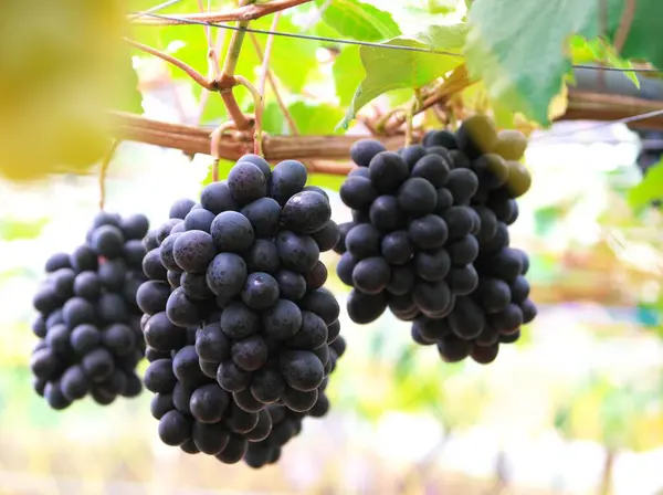 Üzüm bağlarında yetişen