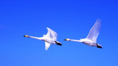 Mavi gökyüzünde uçan beyaz kuğu