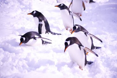 Karda yürüyen penguenler.