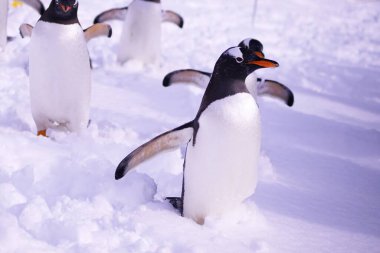 Karda bir grup penguen