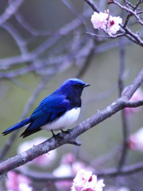 Ormandaki güzel kuş