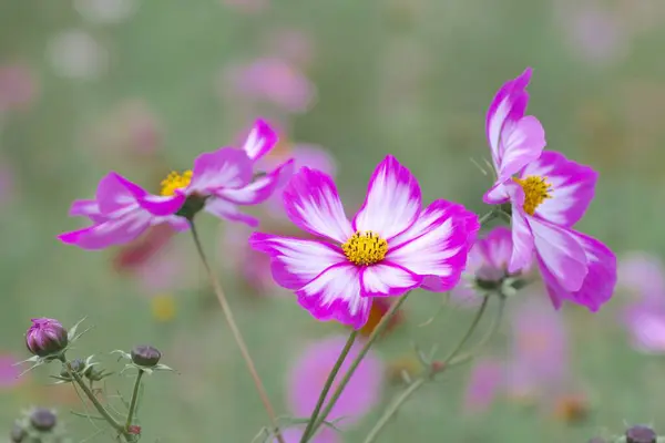 Bahçedeki güzel kozmos çiçekleri
