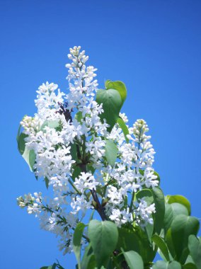 İlkbaharda kiraz çiçeği