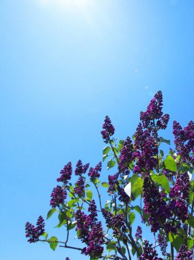 Bahçedeki güzel çiçekler