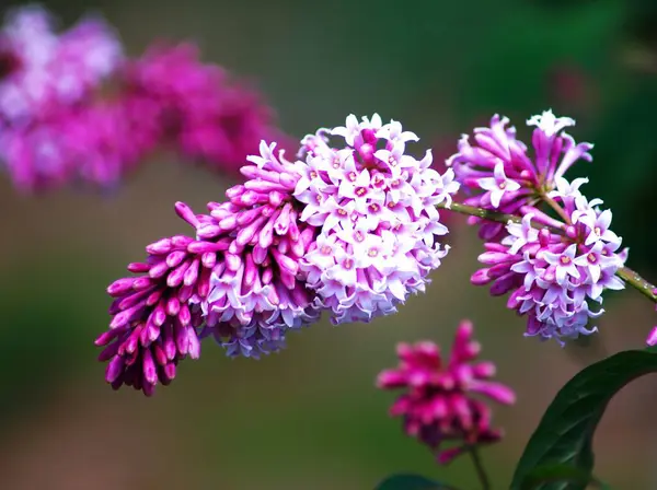Bahçedeki güzel çiçekler