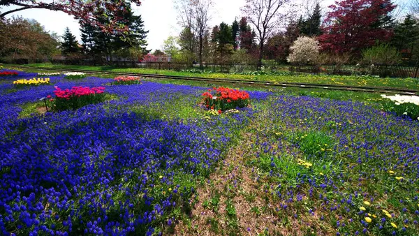 Bahçede açan renkli bahar çiçekleri