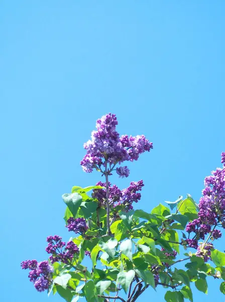 Güzel botanik fotoğrafı, doğal duvar kağıdı.